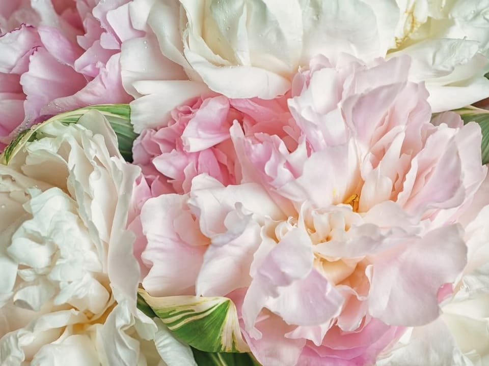 Fototapeta Bukiet różowych i białych kwiatów