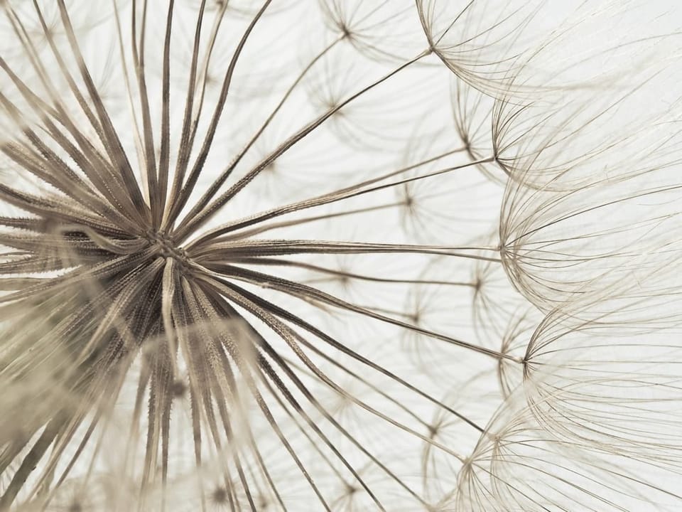 Fototapeta Zbliżenie na delikatne dmuchawce