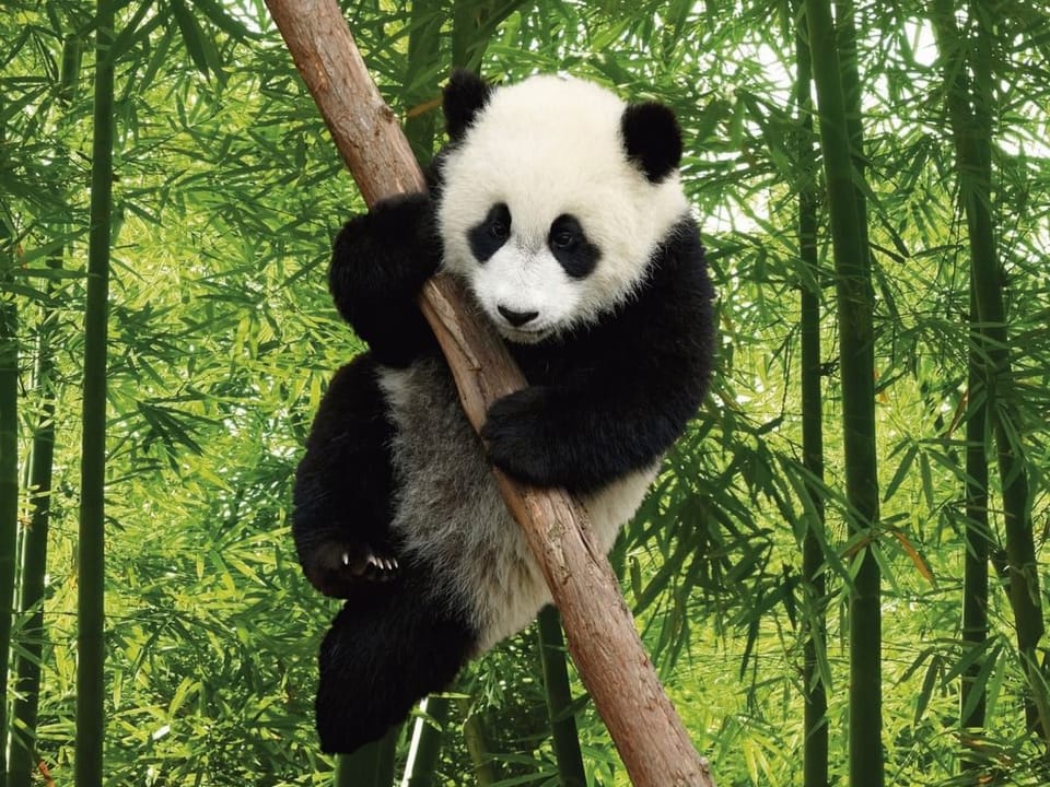 Fototapeta Panda wśród bambusów