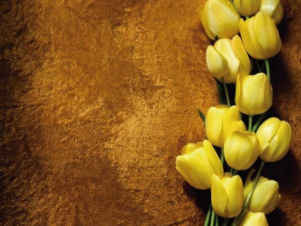 Fototapeta Żółte tulipany na ciemnym tle na wymiar