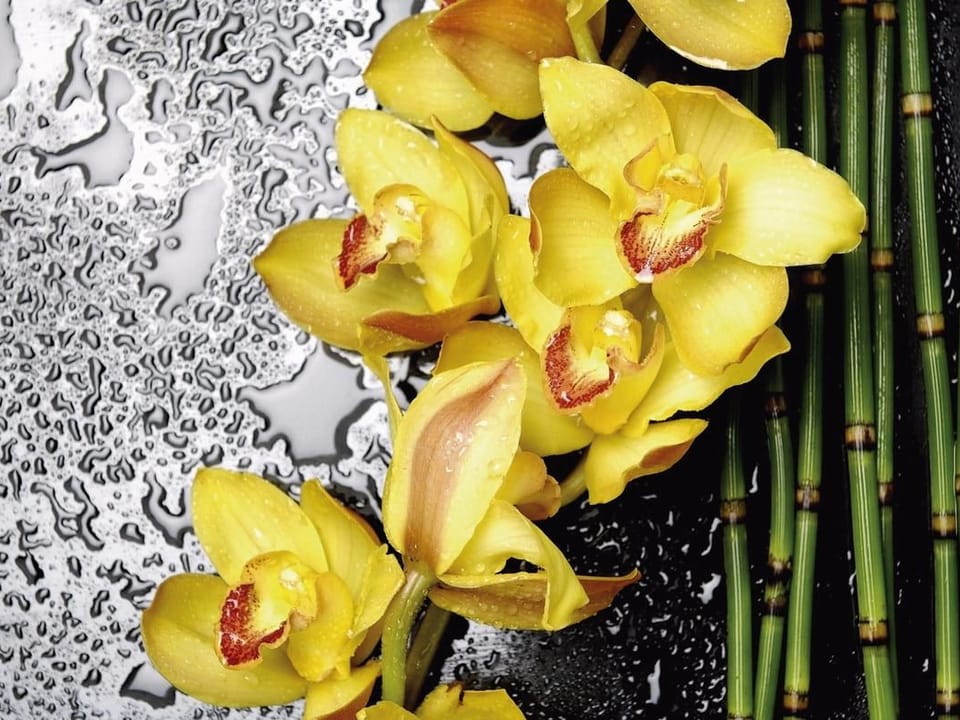 Fototapeta Żółte orchidee na mokrej powierzchni na wymiar