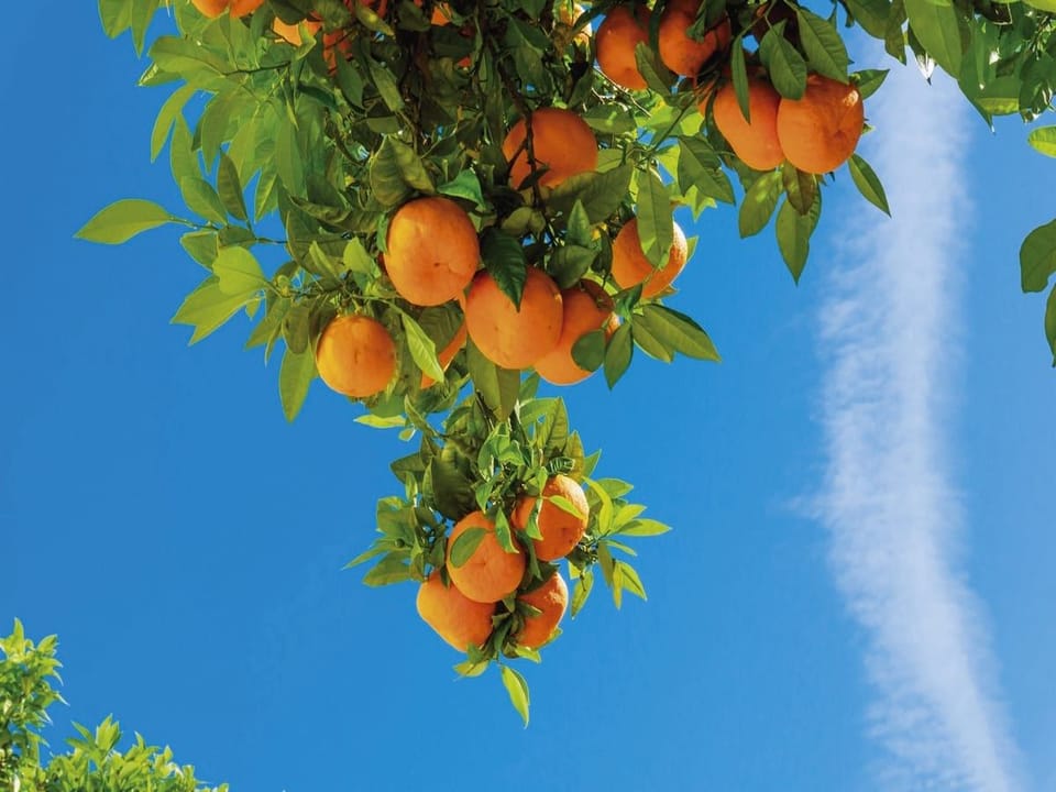 Fototapeta Gałąź z Pomarańczami na Niebie