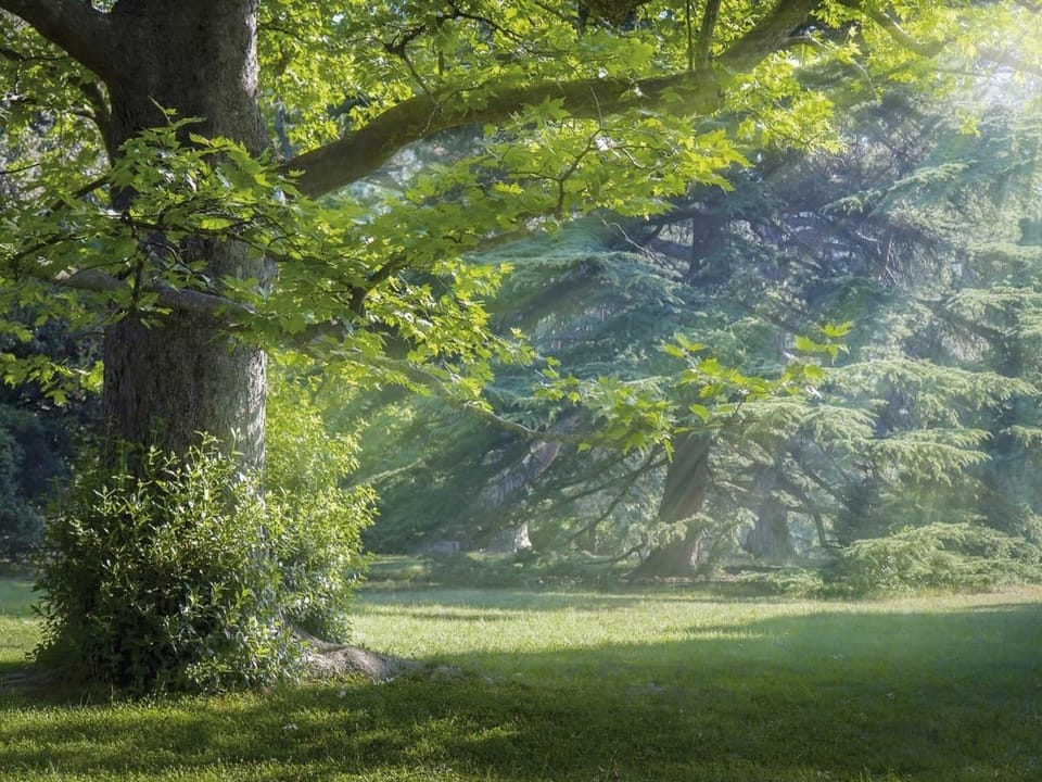 Fototapeta Las o świcie z dużym drzewem