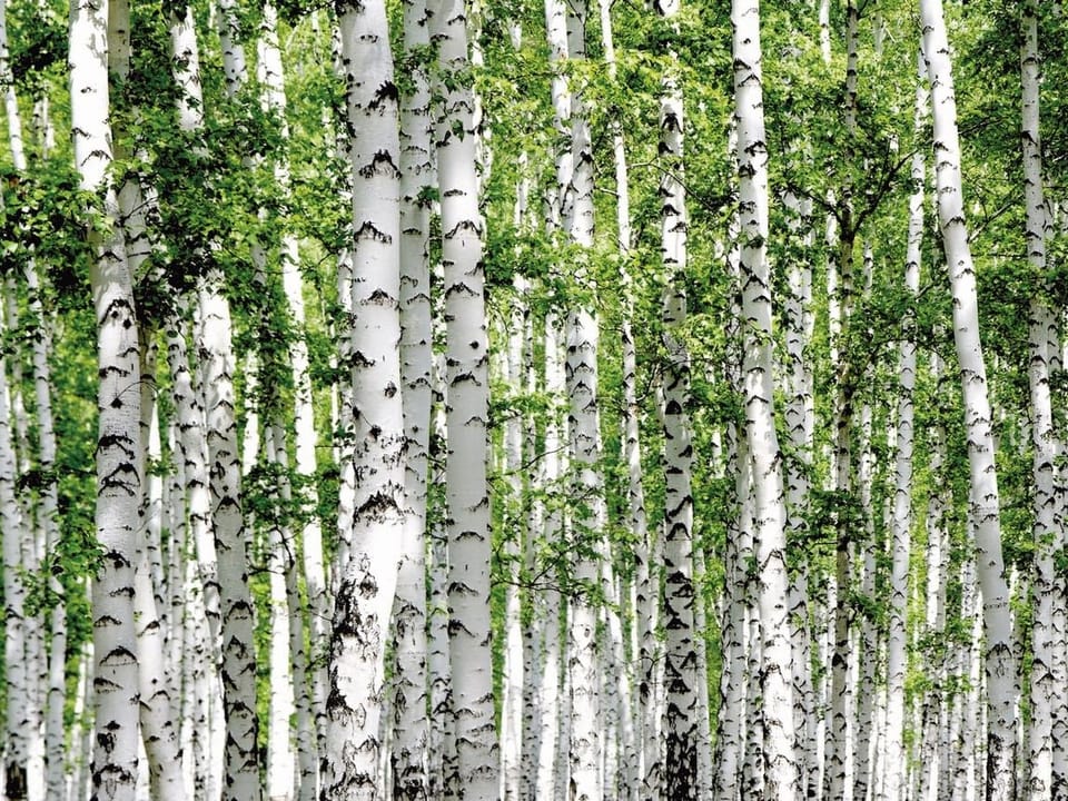 Fototapeta Las brzozowy z zielonymi liśćmi