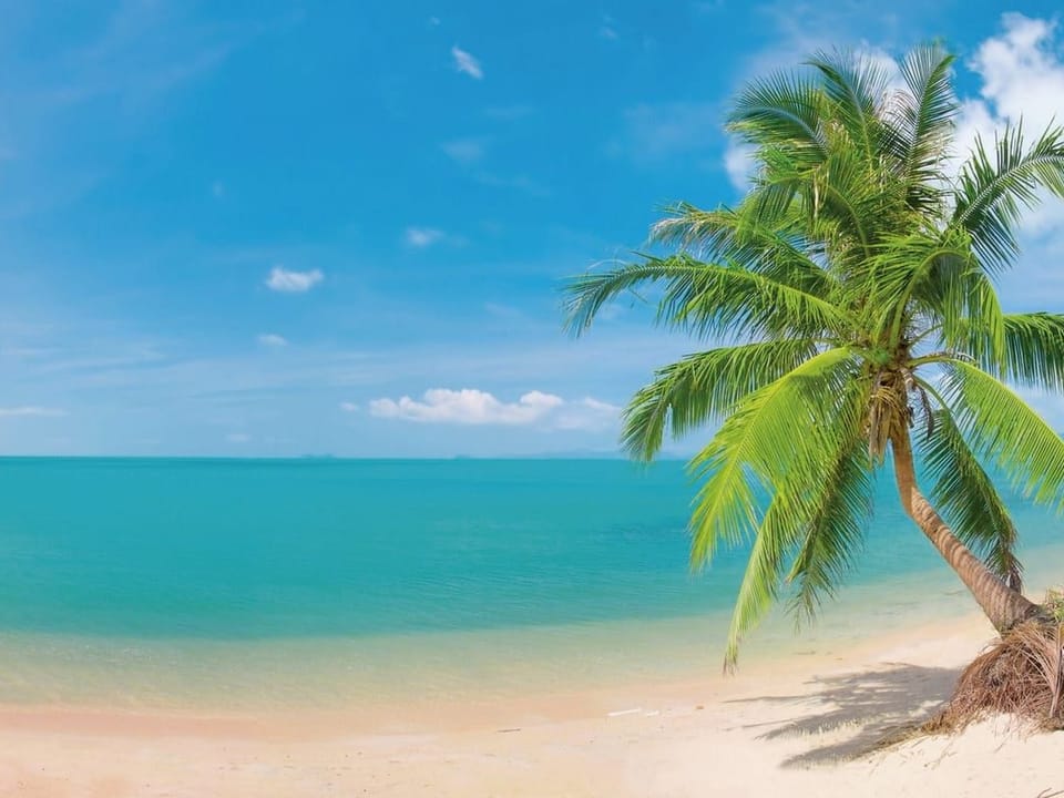 Fototapeta Palma na Plaży z Turkusowym Morzem na wymiar
