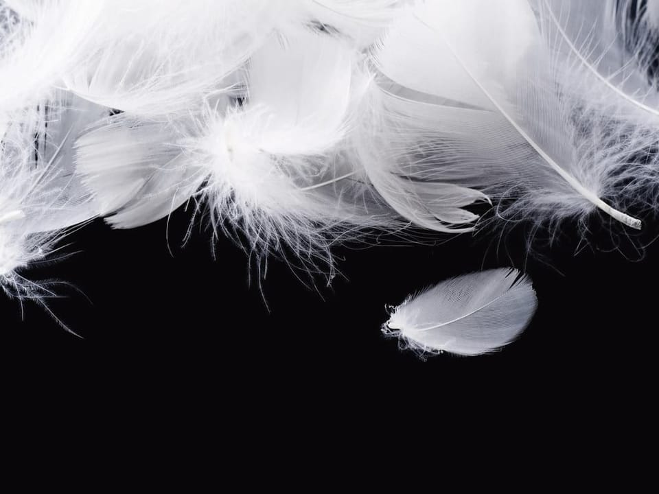 Fototapeta Kontrastowe białe pióra