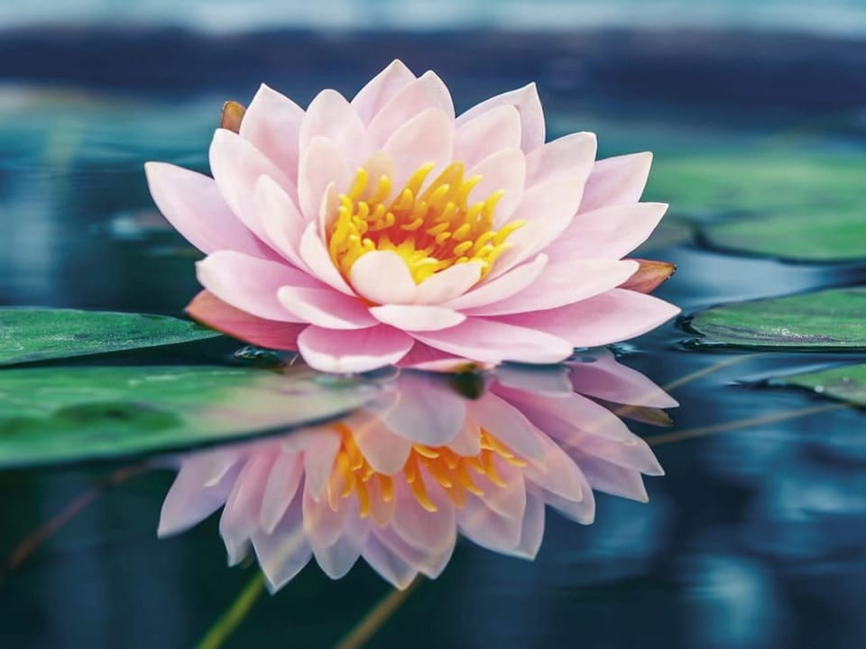 Fototapeta Różowy kwiat lilii wodnej