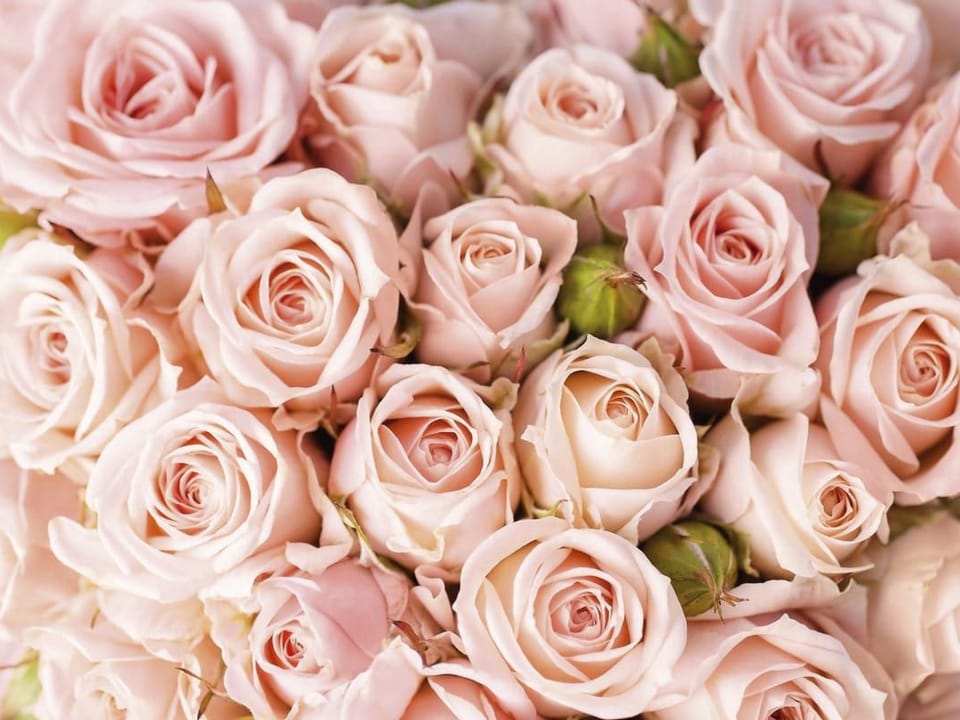 Fototapeta Bukiet różowych róż z zielonymi pąkami