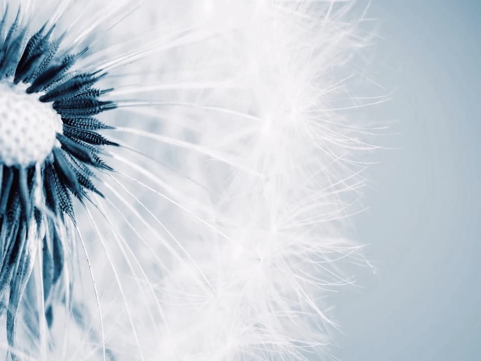 Fototapeta Zbliżenie na delikatne dmuchawce