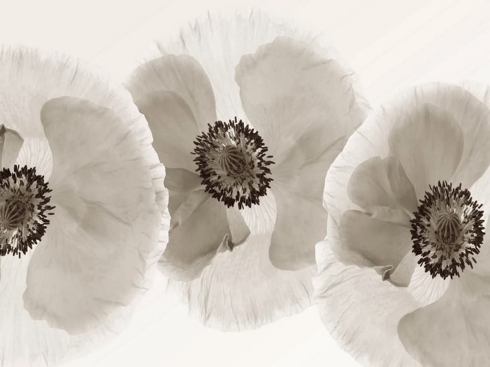 Fototapeta Trzy kwiaty maku na jasnym tle