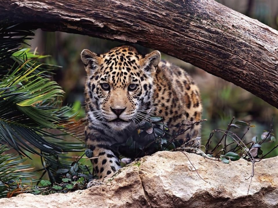 Fototapeta Jaguar w naturalnym otoczeniu na wymiar
