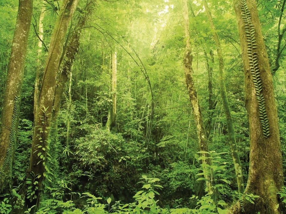 Fototapeta Leśne gęstwiny tropikalne