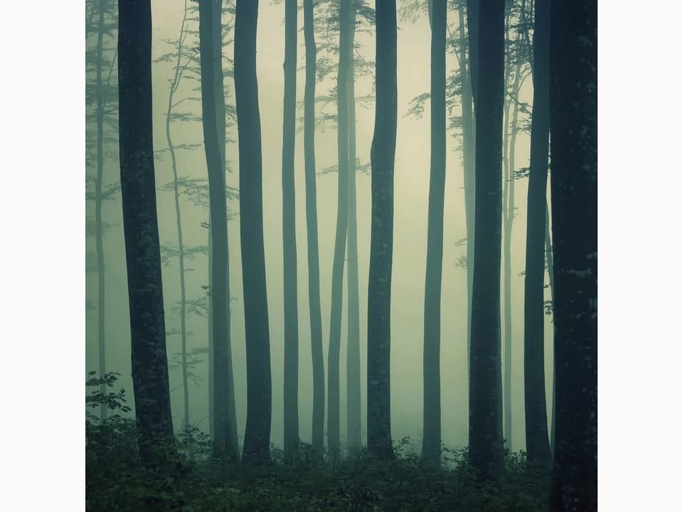 Fototapeta Leśna mgła i wysokie drzewa