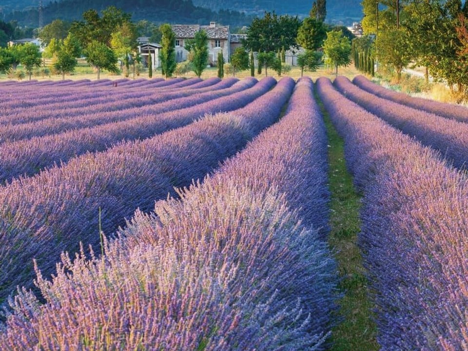 Fototapeta Pole lawendy z domami i górami