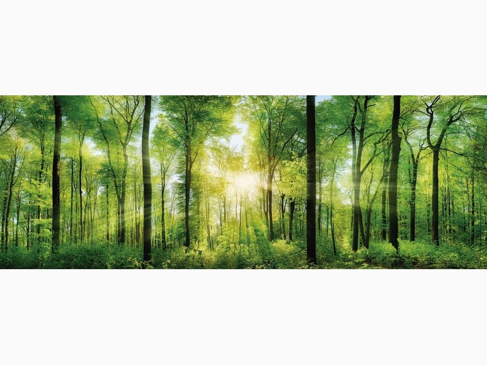 Fototapeta Las o świcie z wysokimi drzewami