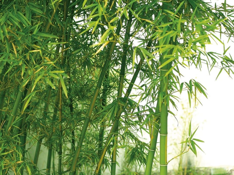 Fototapeta Zielony las bambusowy