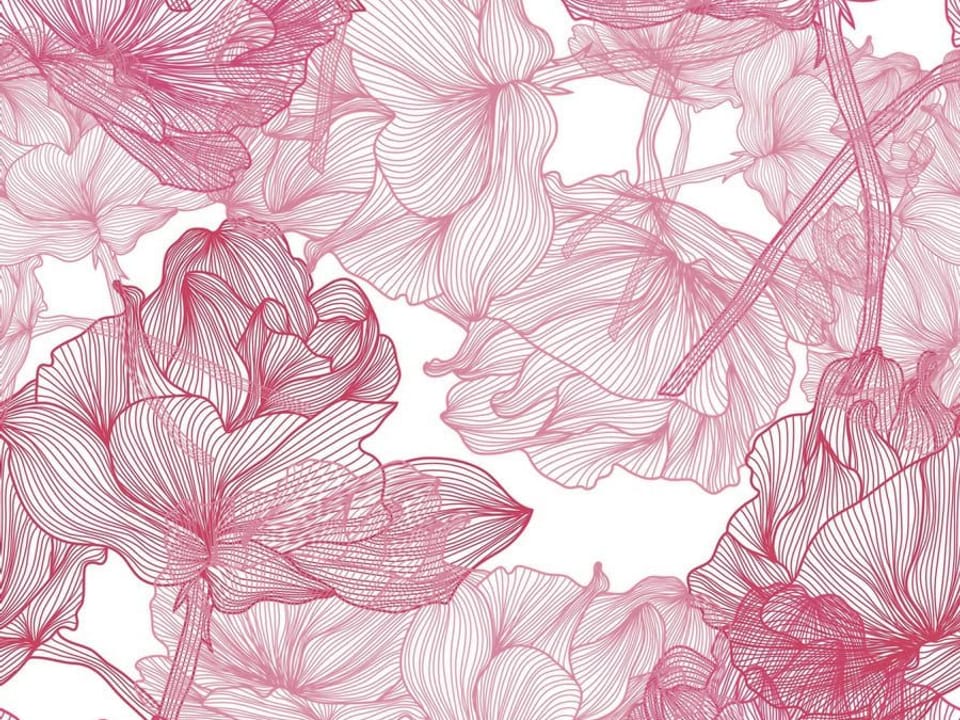 Fototapeta Piwonie na białym tle