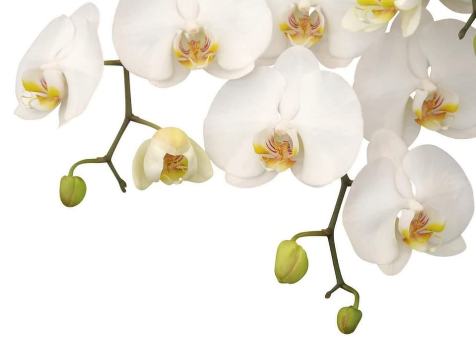 Fototapeta Orchidee na gałązce z białymi kwiatami na wymiar