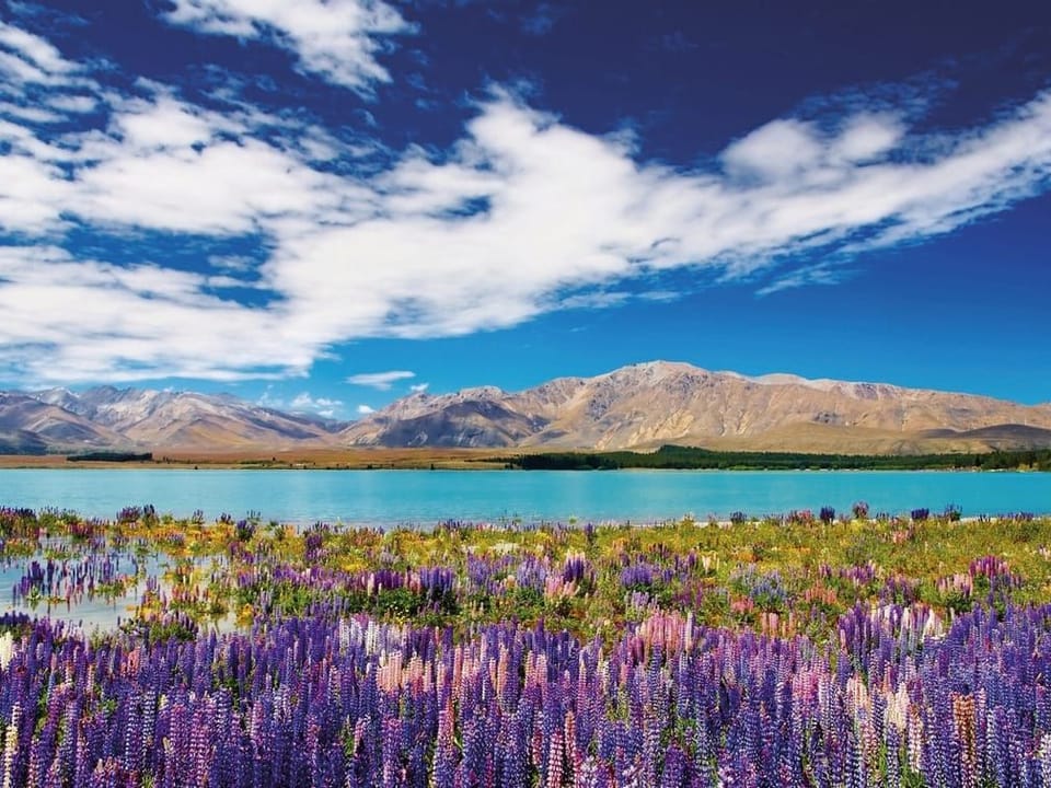 Fototapeta Kwiatowe pole nad jeziorem