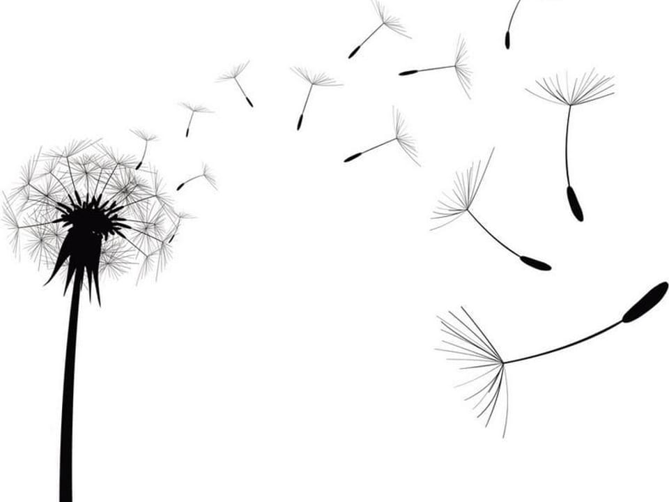 Fototapeta Dmuchawce na białym tle