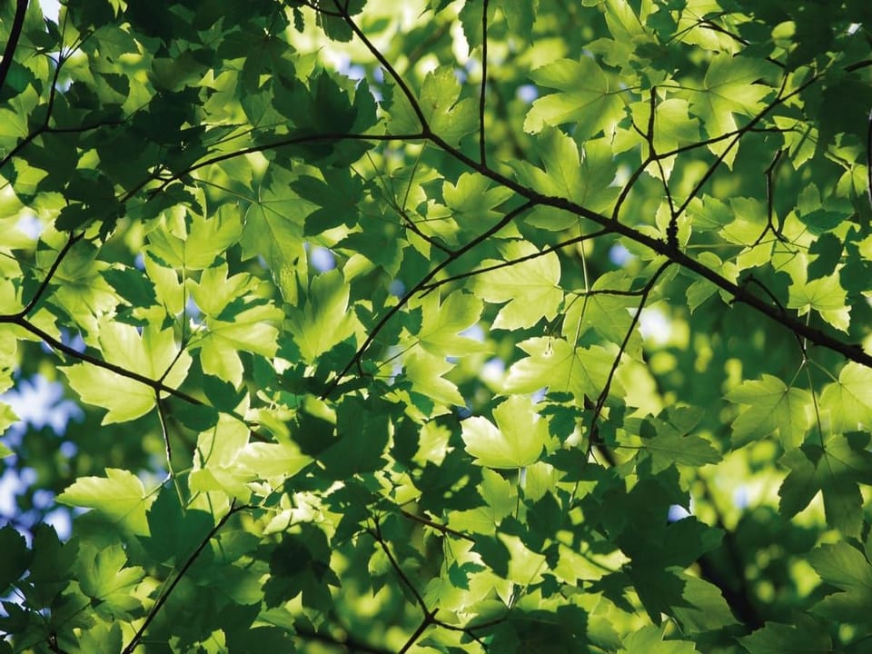 Fototapeta Zielone liście klonu w słońcu
