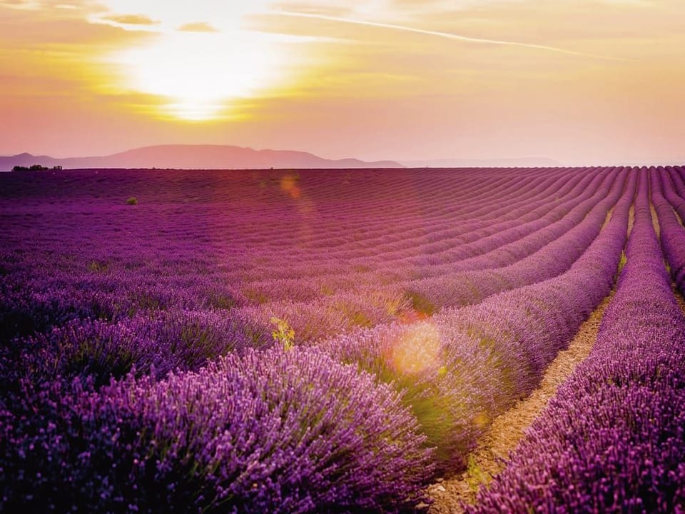 Fototapeta Pole lawendy o zachodzie słońca