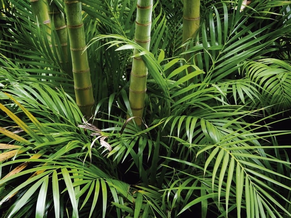 Fototapeta Zielony las bambusowy