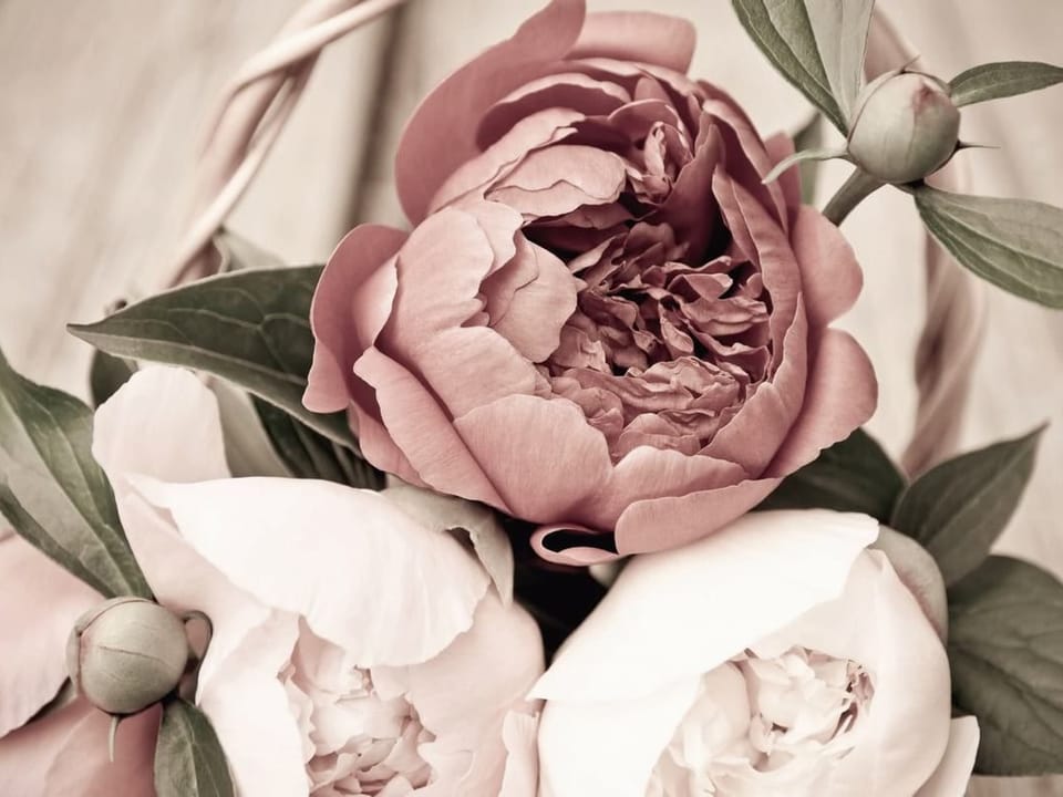 Fototapeta Bukiet różowych piwonii