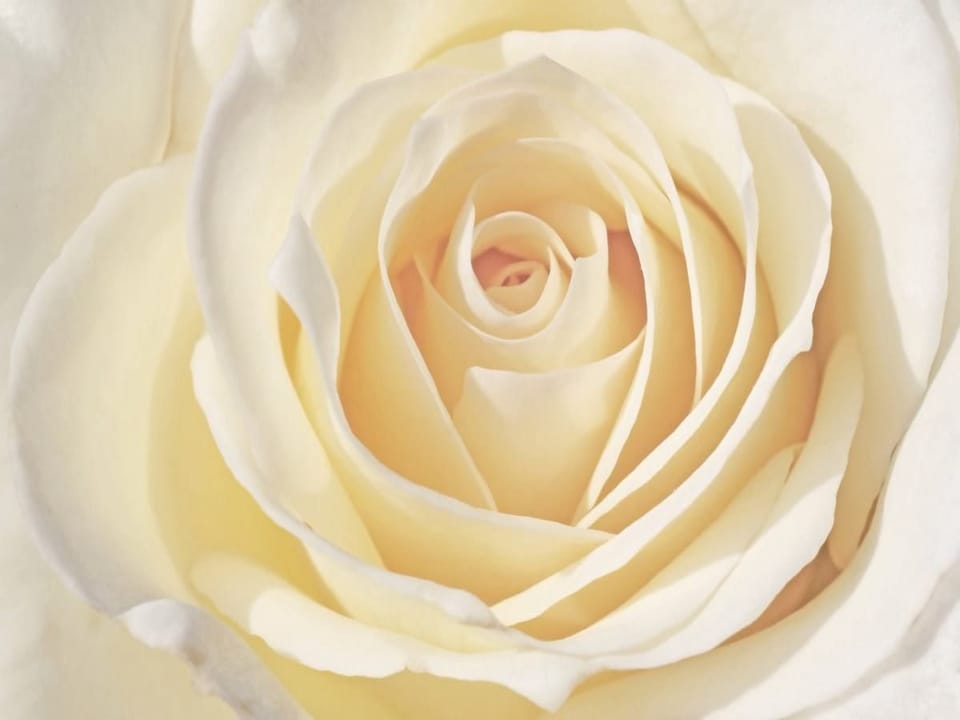 Fototapeta Kremowa róża w zbliżeniu