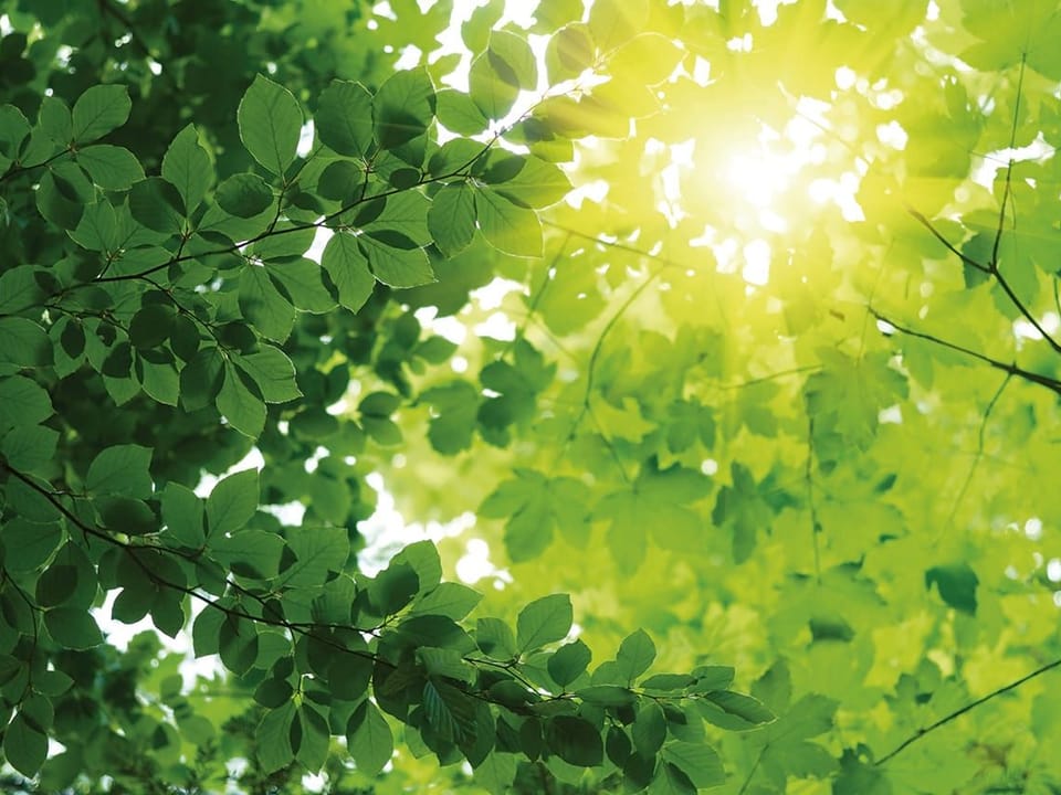 Fototapeta Las o świcie z zielonymi liśćmi