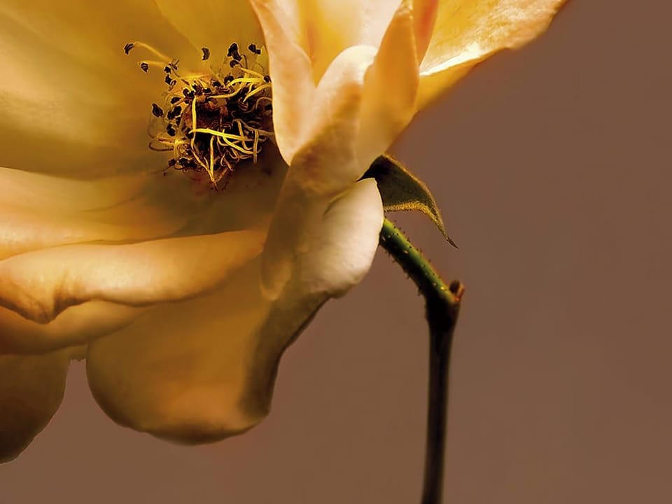 Fototapeta Żółta róża z bliska