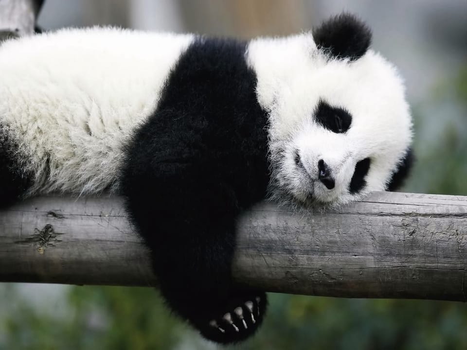 Fototapeta Panda na drewnianym pniu na wymiar