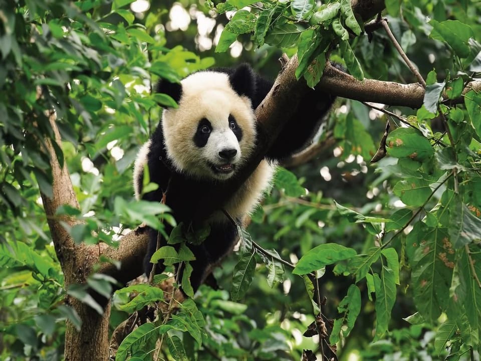 Fototapeta Panda na drzewie w zielonym lesie na wymiar