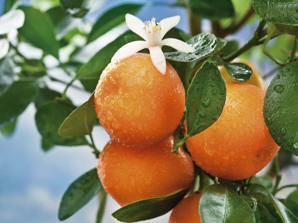 Fototapeta Pomarańcze z kroplami wody