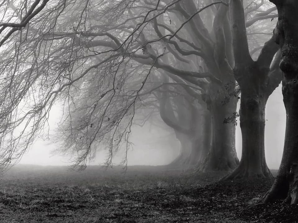 Fototapeta Mglista Sceneria z Drzewami