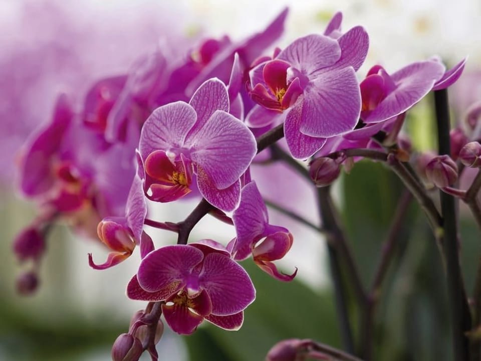 Fototapeta Fioletowe orchidee na łodygach na wymiar