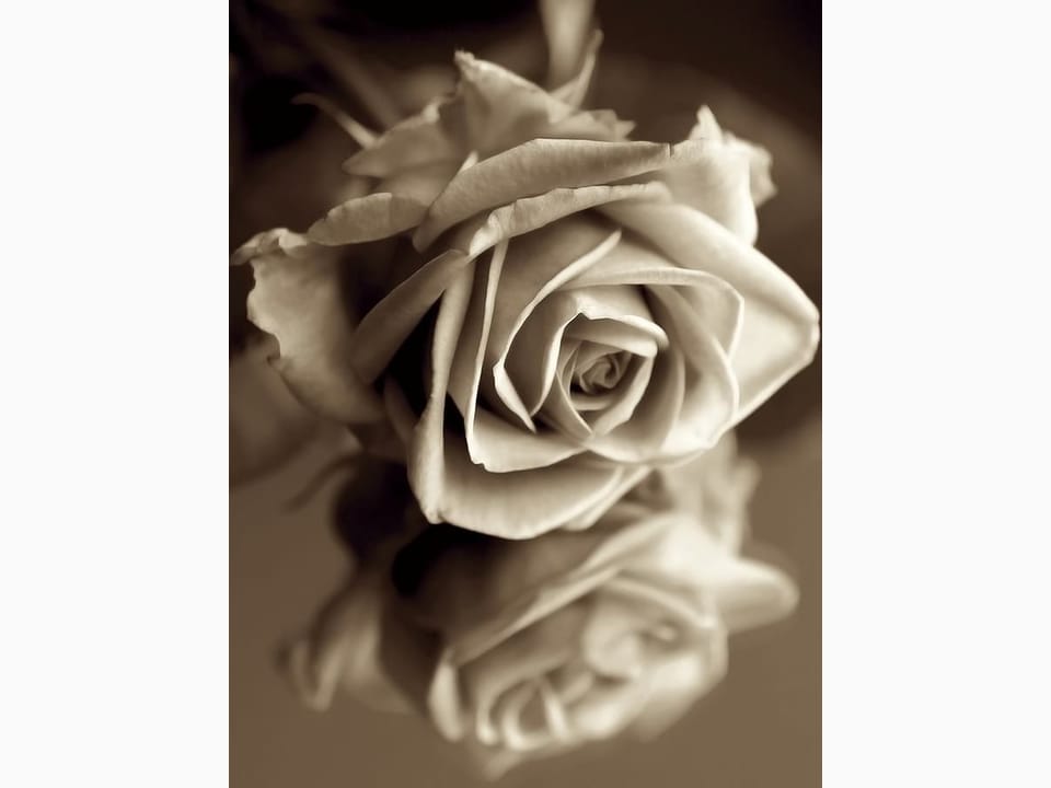 Fototapeta Róża z Odbiciem w Sepii