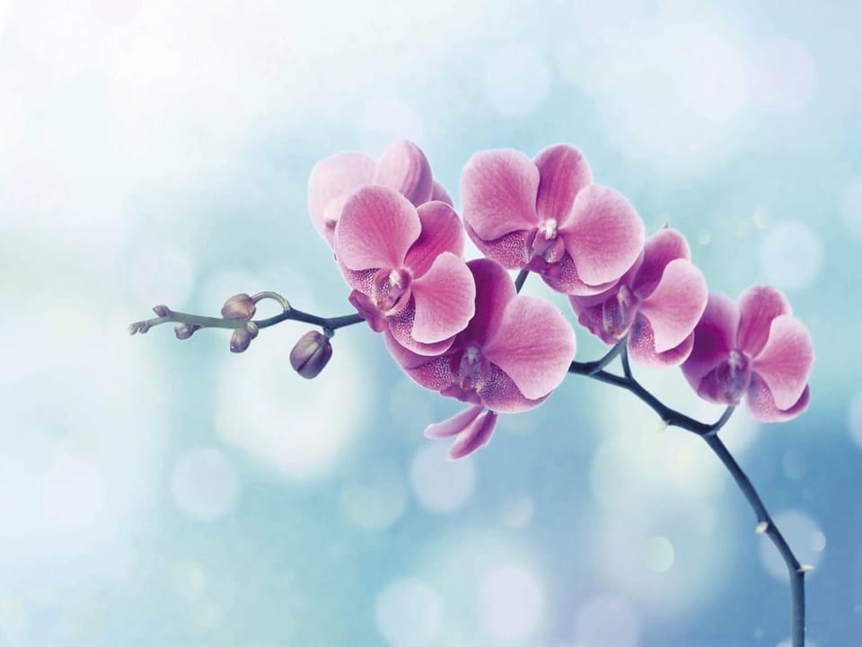 Fototapeta Różowe orchidee na gałązce na wymiar