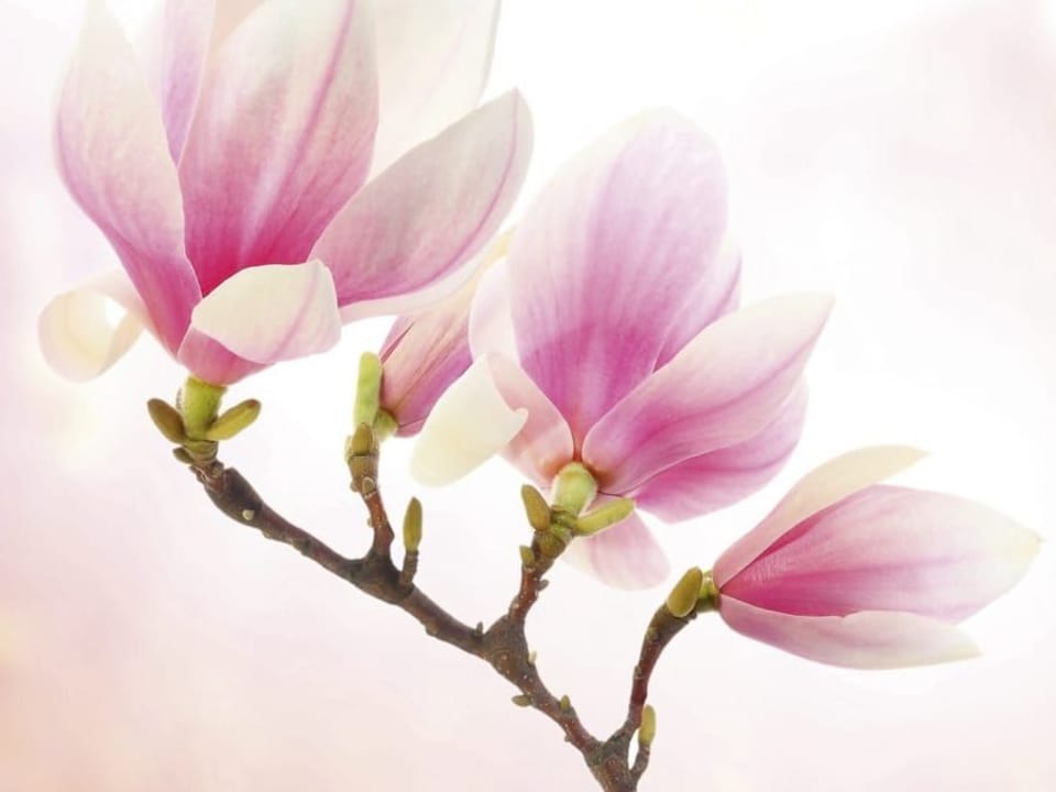 Fototapeta Gałąź Magnolii z Różowymi Płatkami na wymiar