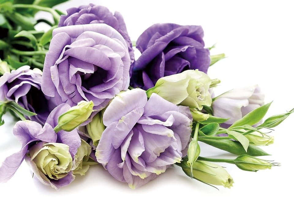 Fototapeta Bukiet Fioletowych Kwiatów