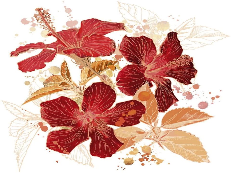 Fototapeta Czerwone Hibiskusy na Białym Tle