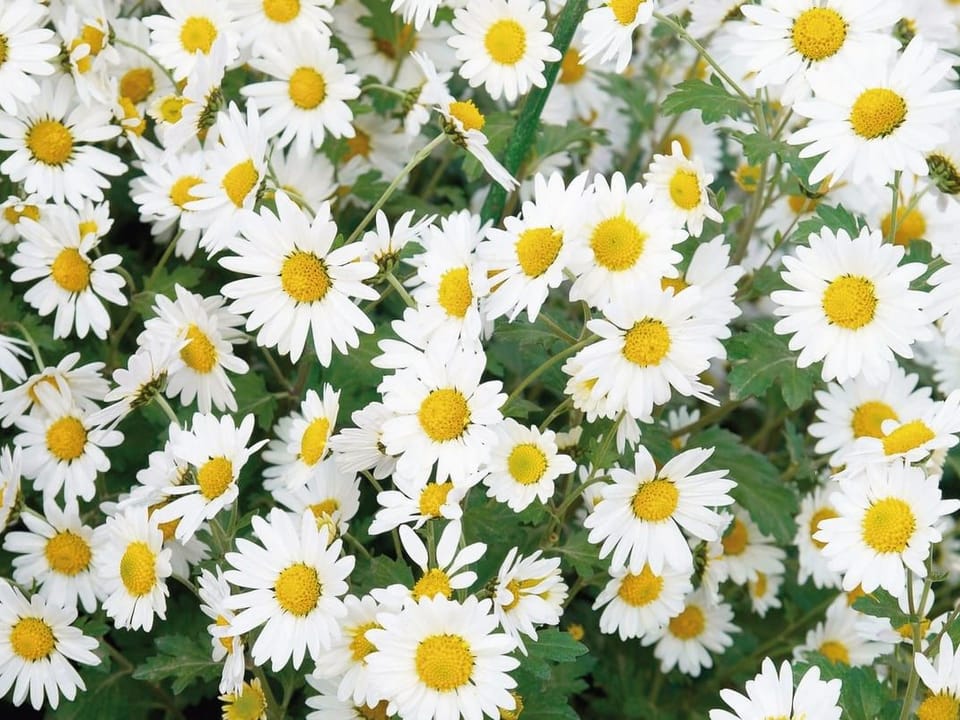 Fototapeta Stokrotki w naturalnym świetle