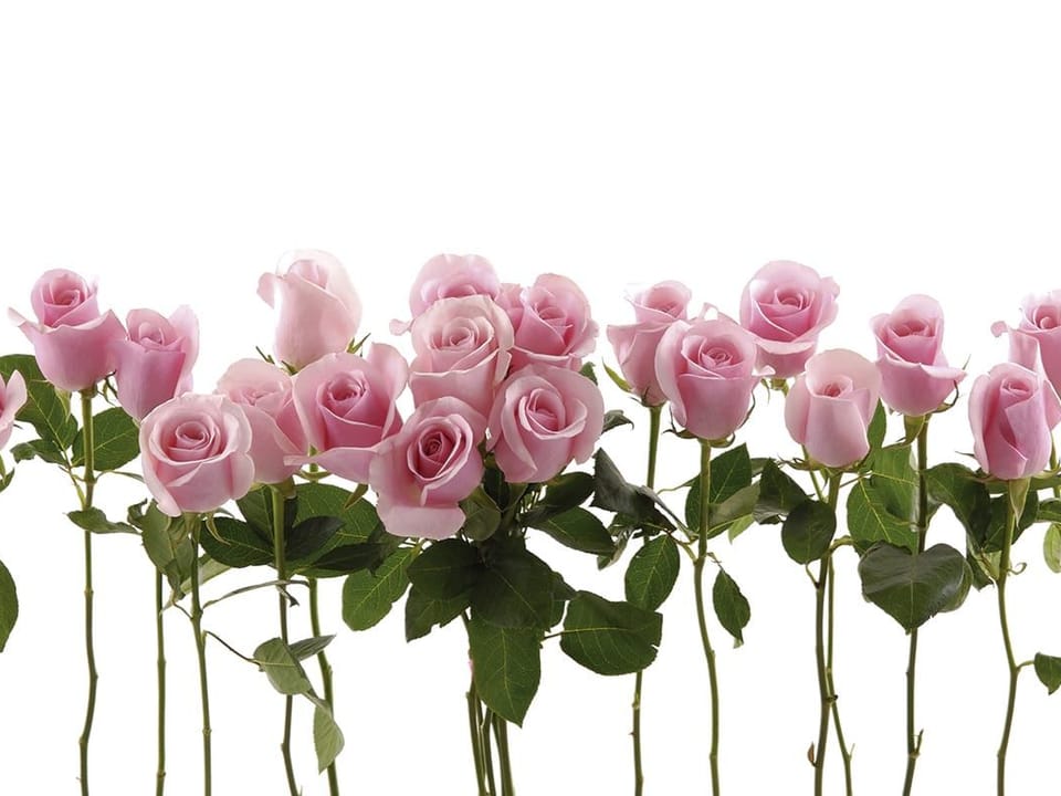 Fototapeta Różowe róże na białym tle