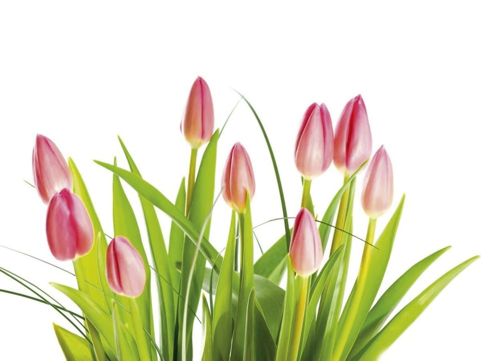 Fototapeta Różowe Tulipany na Białym Tle