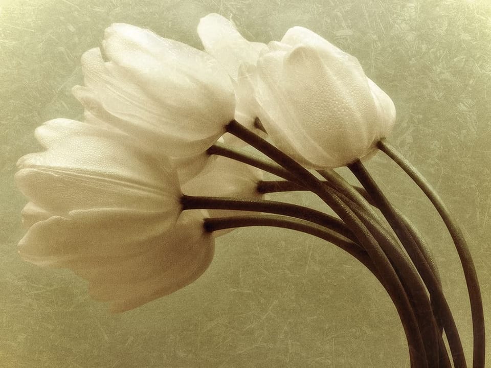 Fototapeta Bukiet białych tulipanów