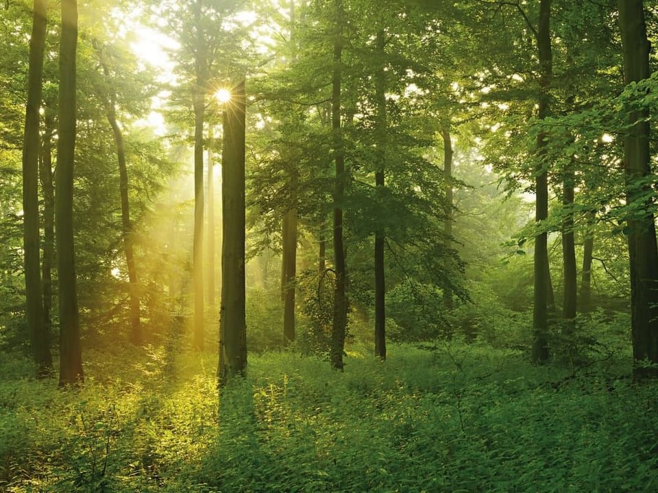 Fototapeta Las o świcie z promieniami słońca
