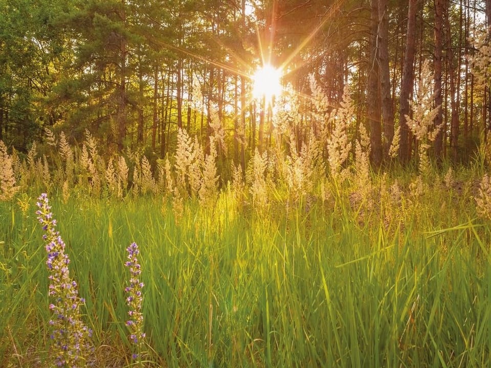 Fototapeta Las o świcie z promieniami słońca
