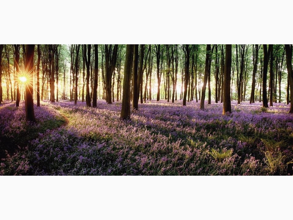 Fototapeta Las pełen fioletowych kwiatów