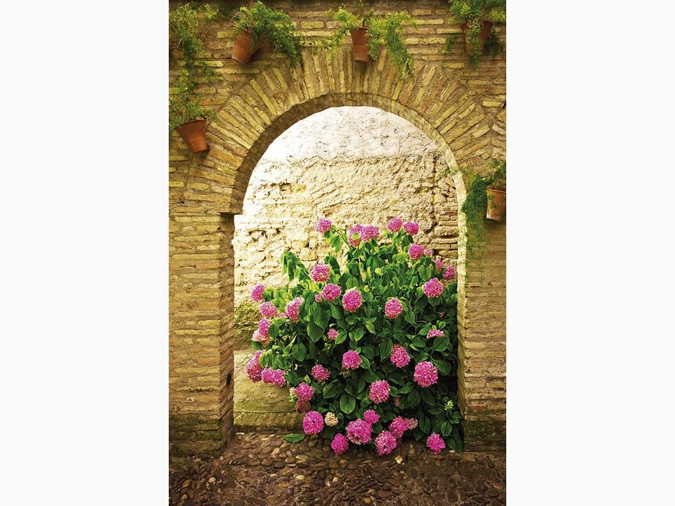 Fototapeta Krzew Hortensji pod Łukiem