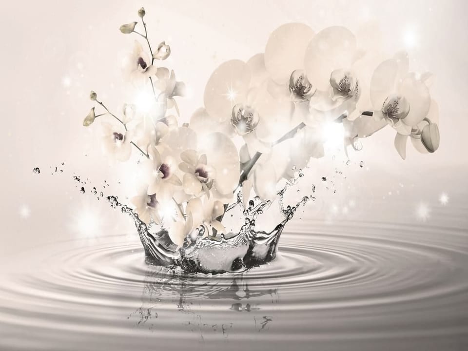 Fototapeta Orchidee nad wodą